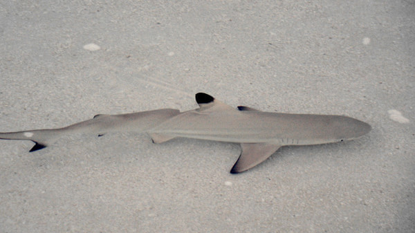 马尔代夫自助游图片