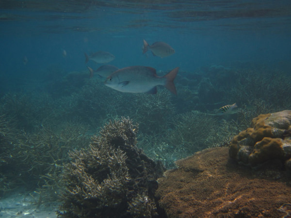 马尔代夫景点图片 马尔代夫景点图片