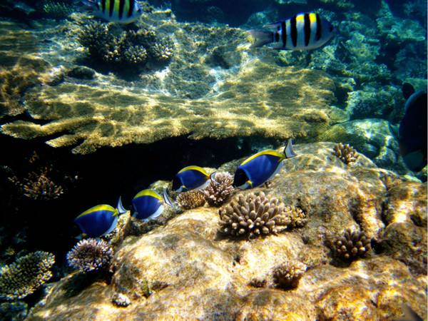 马尔代夫自助游图片