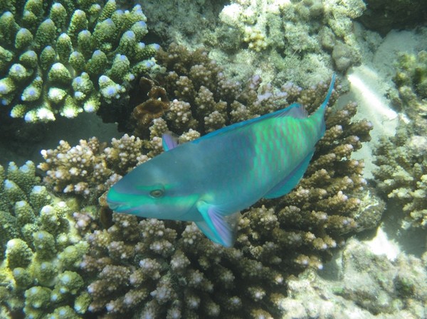 马尔代夫旅游攻略图片