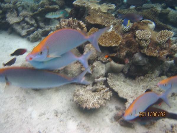 马尔代夫自助游图片