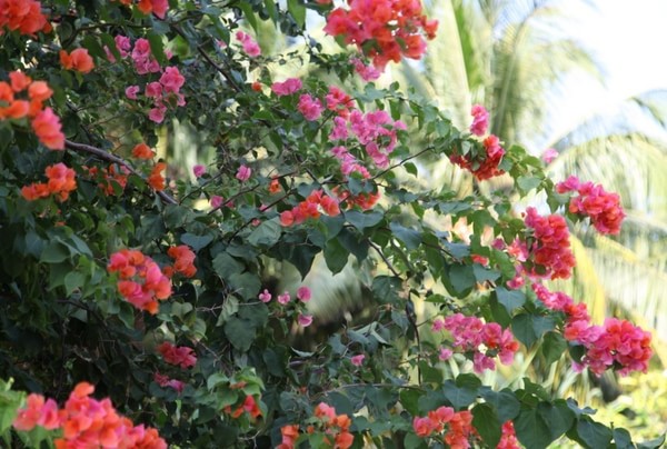 马尔代夫旅游攻略图片