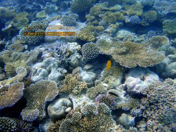 马尔代夫旅游攻略图片 马尔代夫旅游攻略图片