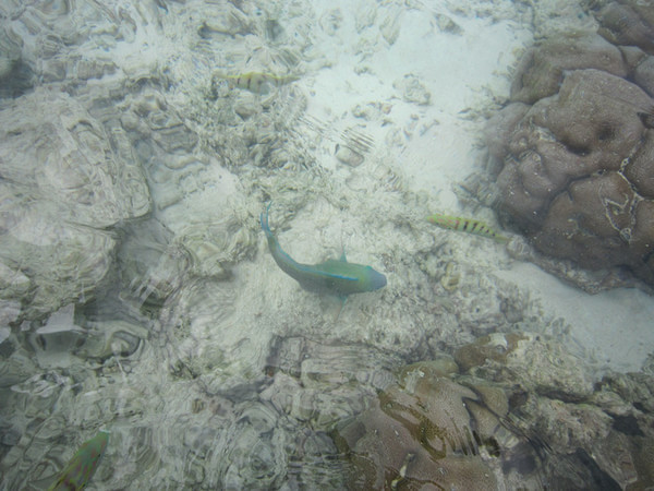 马尔代夫自助游图片