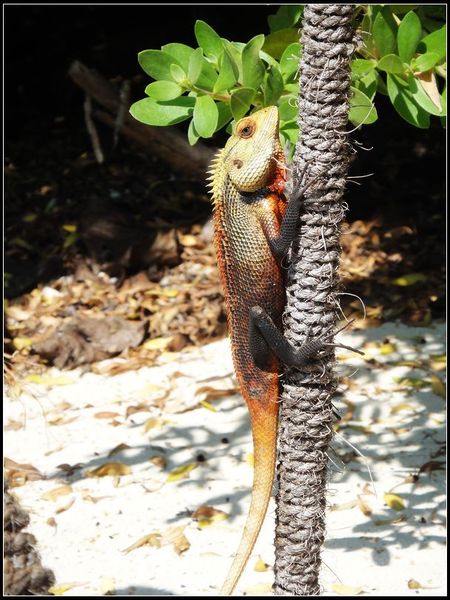马尔代夫景点图片