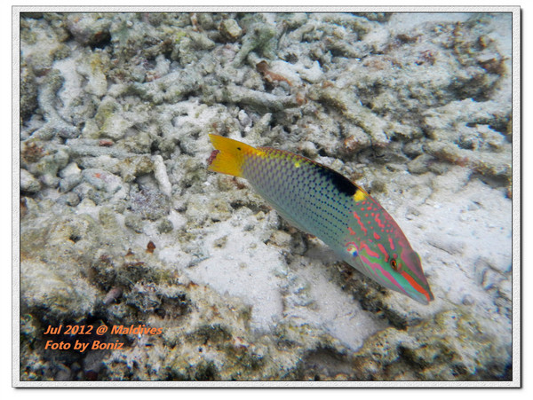 卡努呼拉岛图片 卡努呼拉岛图片