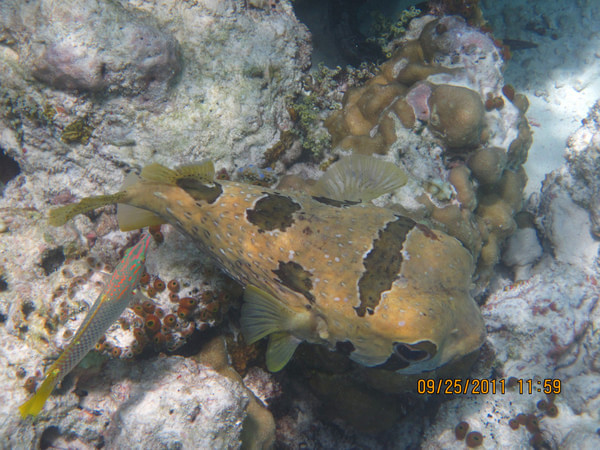 马尔代夫自助游图片