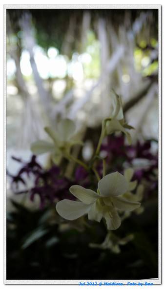 卡努呼拉岛旅游攻略图片