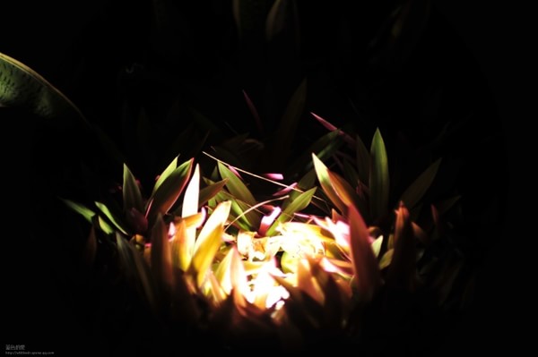 马尔代夫景点图片