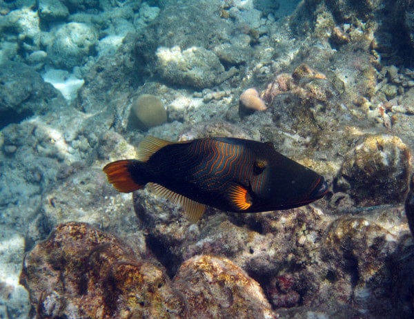 马尔代夫旅游攻略图片