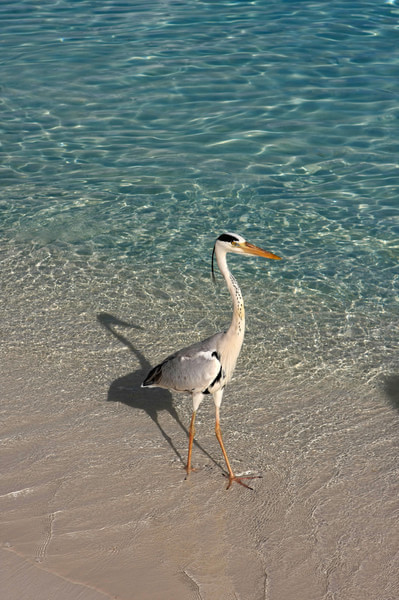 马尔代夫景点图片 马尔代夫景点图片