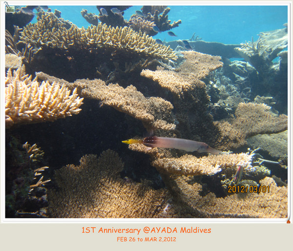 阿雅达岛景点图片