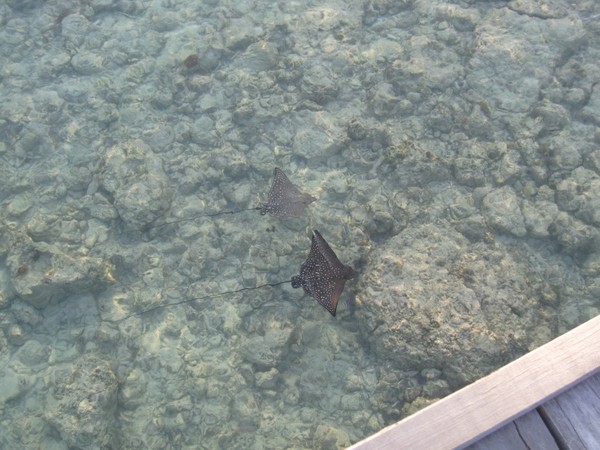 马尔代夫自助游图片 马尔代夫自助游图片