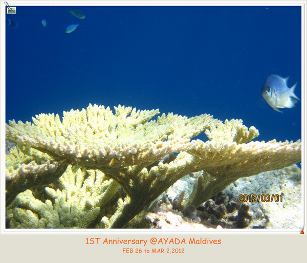 阿雅达岛旅游攻略图片