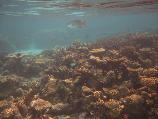 马尔代夫图片 马尔代夫图片