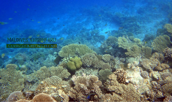 马尔代夫旅游攻略图片 马尔代夫旅游攻略图片
