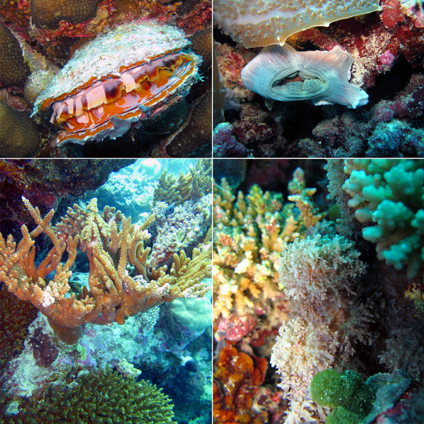 马尔代夫旅游攻略图片