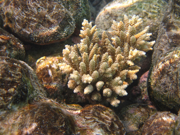 马尔代夫旅游攻略图片 马尔代夫旅游攻略图片