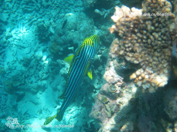 马尔代夫旅游攻略图片