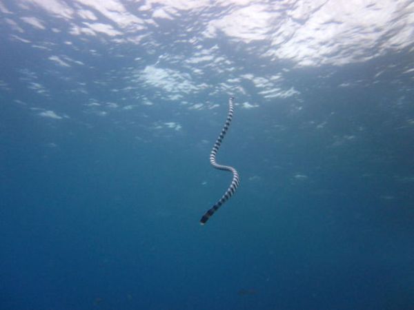 马尔代夫自助游图片 马尔代夫自助游图片