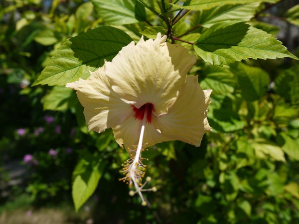 马尔代夫旅游攻略图片 马尔代夫旅游攻略图片