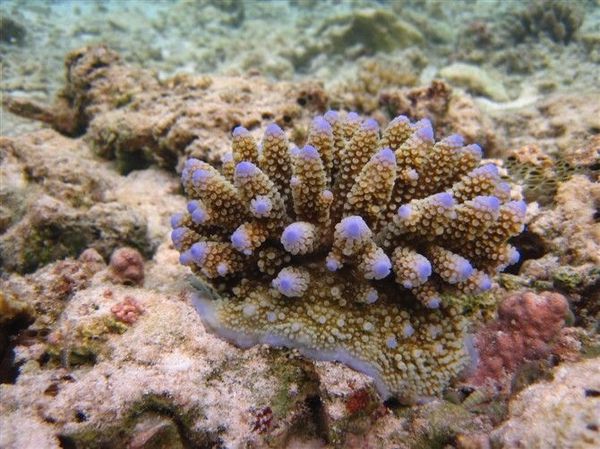 马尔代夫旅游攻略图片 马尔代夫旅游攻略图片