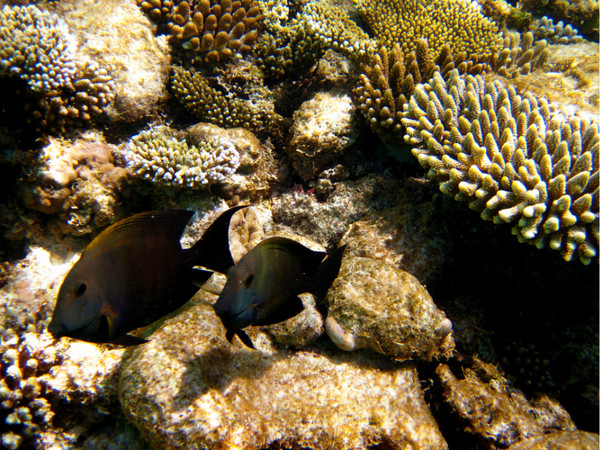 马尔代夫旅游攻略图片