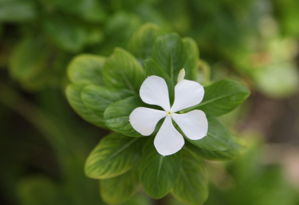 马尔代夫旅游攻略图片