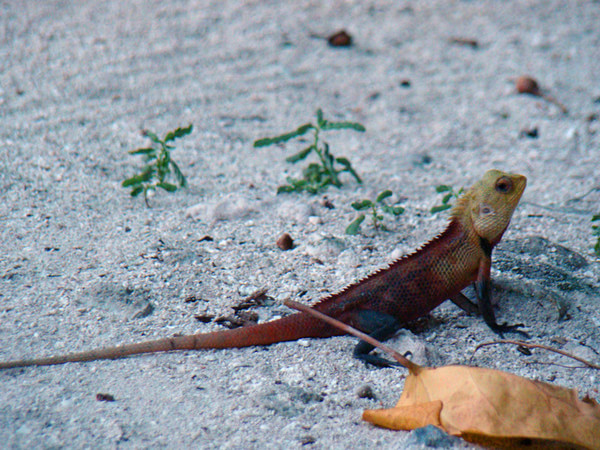 马尔代夫自助游图片