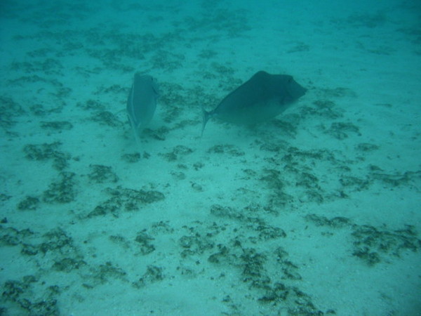 安娜塔拉岛图片