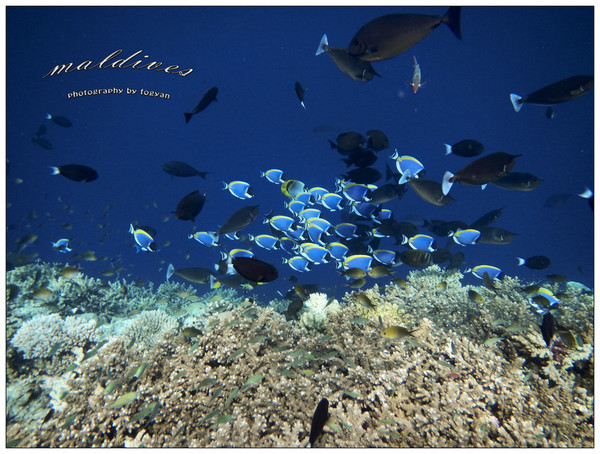 马尔代夫旅游攻略图片