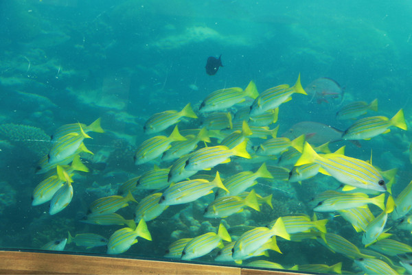 马尔代夫景点图片