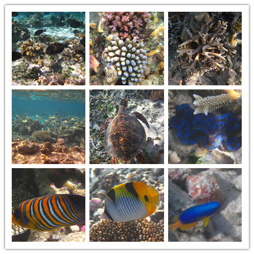 马尔代夫自助游图片