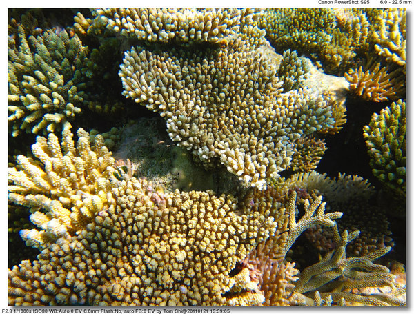 马尔代夫景点图片