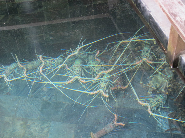 伊露岛自助游图片 伊露岛自助游图片