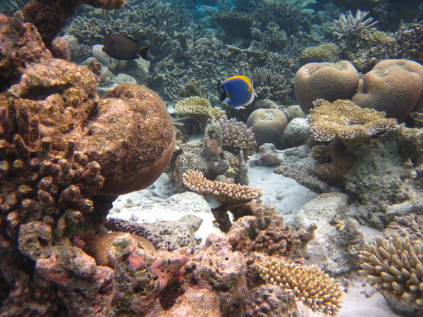 马尔代夫旅游攻略图片 马尔代夫旅游攻略图片