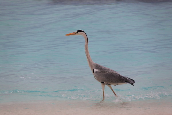 马尔代夫景点图片