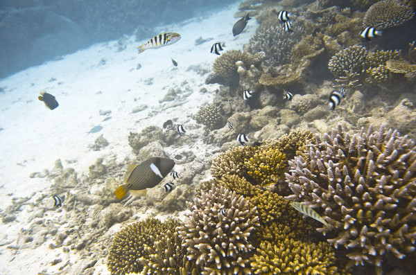 马尔代夫旅游攻略图片