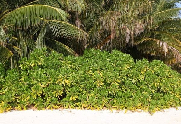 马尔代夫景点图片