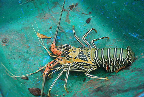 马尔代夫旅游攻略图片 马尔代夫旅游攻略图片