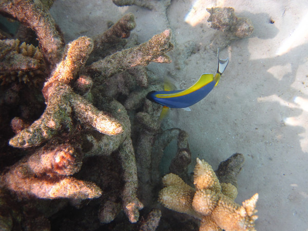 马尔代夫旅游攻略图片 马尔代夫旅游攻略图片