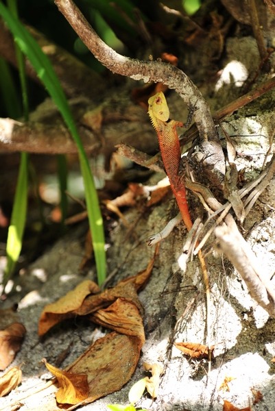 马尔代夫景点图片
