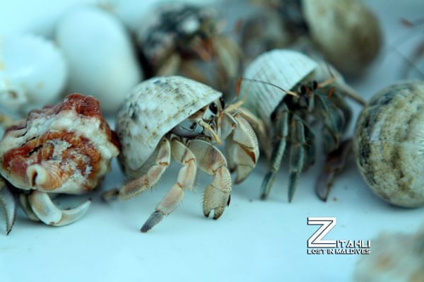 马尔代夫自助游图片