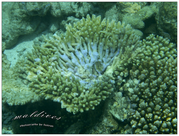 马尔代夫旅游攻略图片