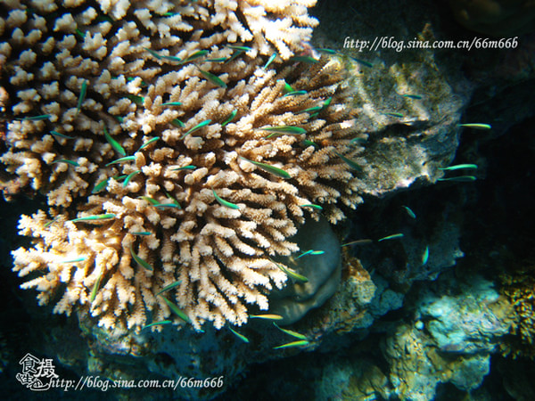 马尔代夫自助游图片