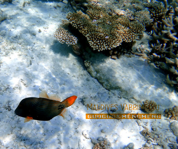 马尔代夫景点图片 马尔代夫景点图片