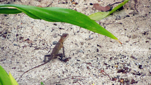 迪拜旅游攻略图片 迪拜旅游攻略图片