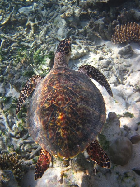 马尔代夫自助游图片