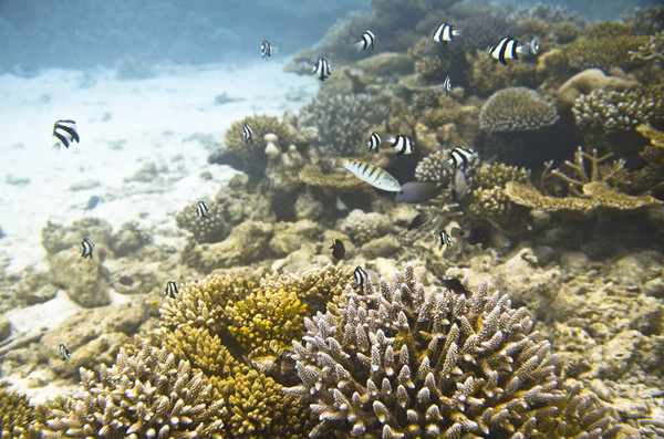 马尔代夫景点图片