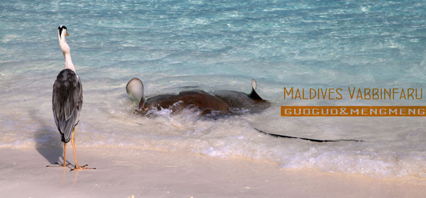 马尔代夫自助游图片 马尔代夫自助游图片